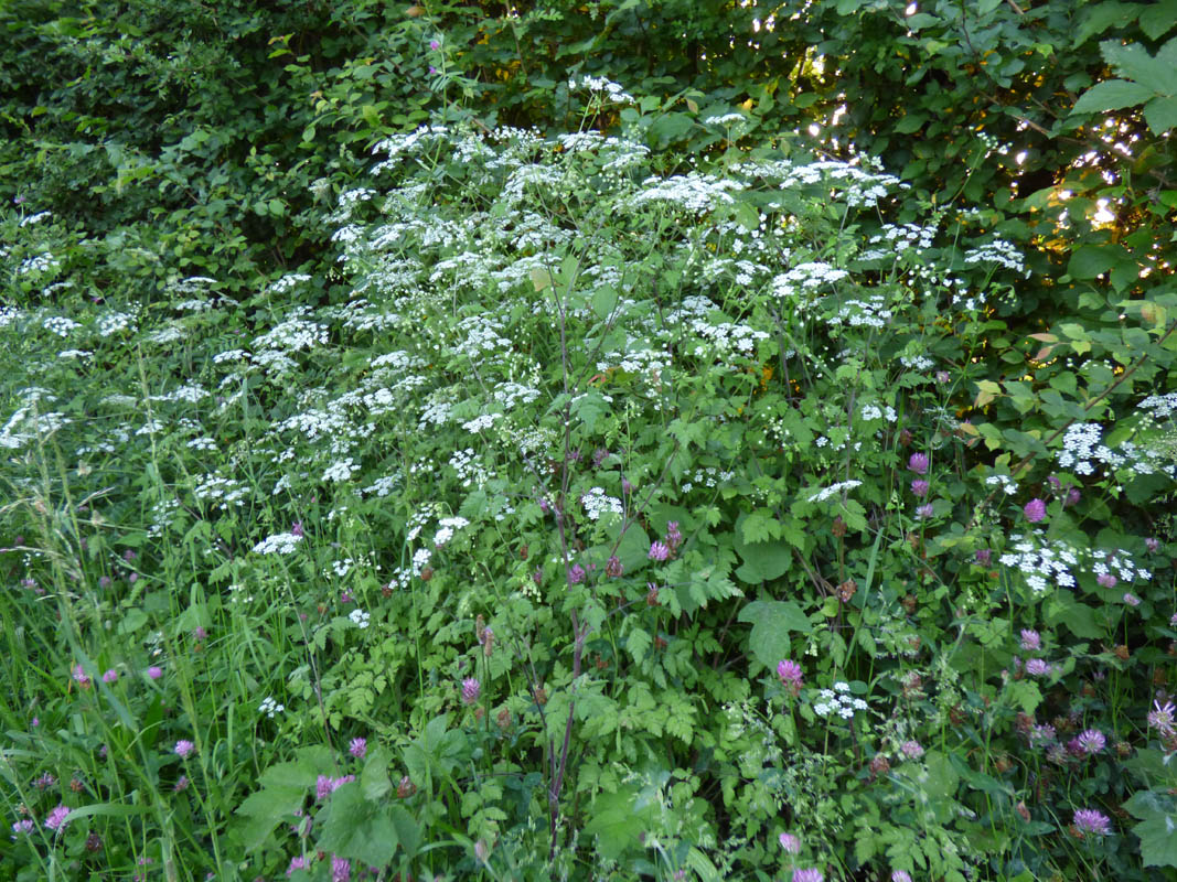 Anthriscus sylvestris